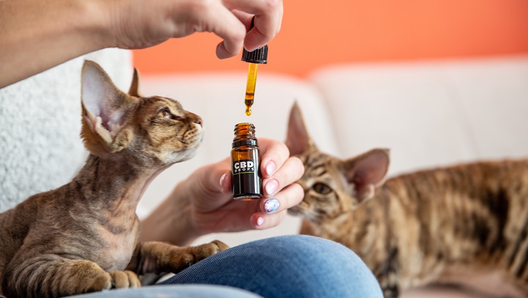 Weibliche Tierhalterin, die ihrer Katze CBD-Öltropfen als alternative Therapie gibt.