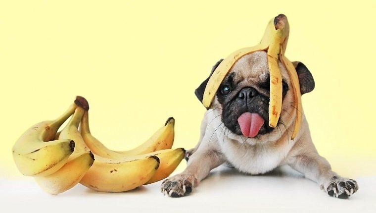 Pug with bananas, formed Cuadrado.