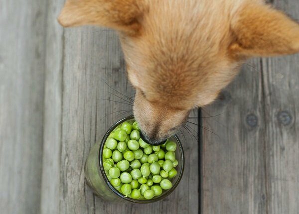 red dog eating peas on wooden floor