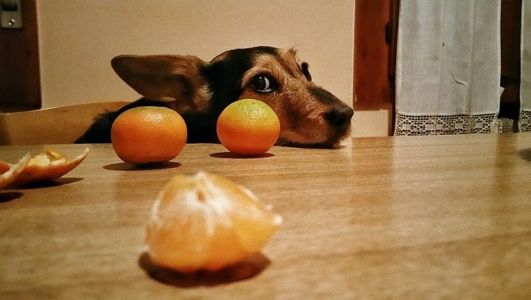 Hund mit Orangen