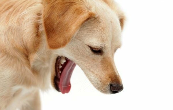 golden retriever possibly about to vomit
