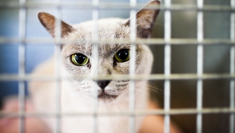 Katze in einem Käfig auf national adoptieren einen Tierheimhaustiertag