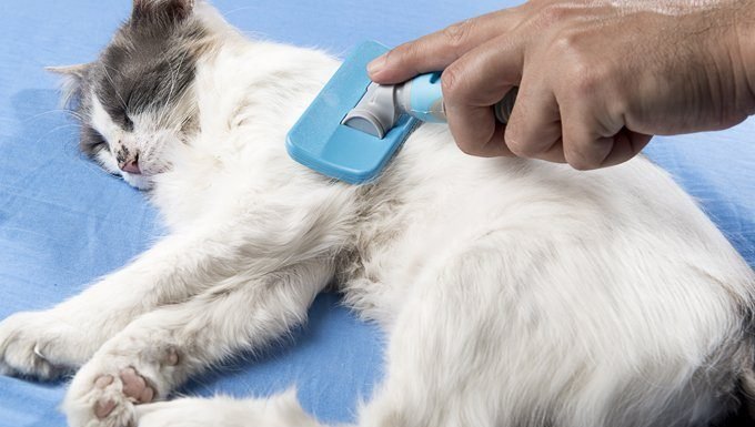 Katzen sind Selbstpfleger, aber manchmal bilden sich Haare im Darm und verwandeln sich in einen Haarball, der entweder normal ausgestoßen, wieder erbrochen oder sogar chirurgisch entfernt werden muss. 