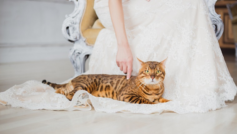 Die Bengalkatze sitzt in der Nähe der Braut, sie berührt die Katze