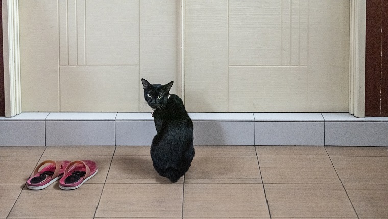 Katze wartet an der Tür - Malaysia