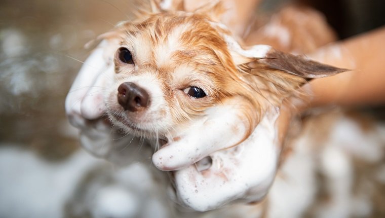 A dog taking a shower with soap and water,Cleaning service