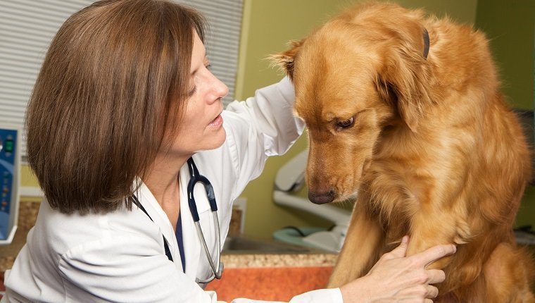 Eine Tierärztin, die einen Laborkittel und ein Stethoskop trägt, untersucht einen Golden Retriever-Hund in ihrer Klinik. Die Körpersprache des Hundes zeigt, dass er sehr ängstlich und nervös ist