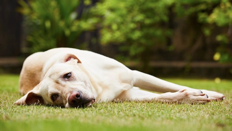 Labrador Retriever liegt im Gras