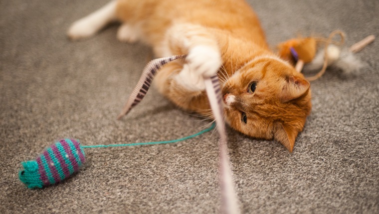 Eine Ingwerkatze spielt mit einigen Katzenspielzeugen