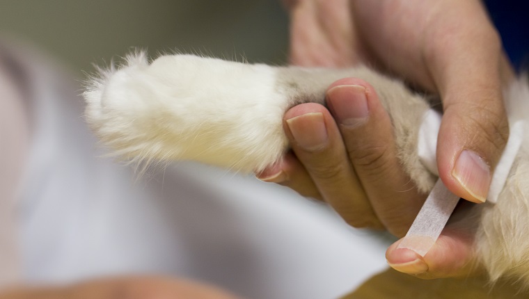 Tierarzt legt einen Verband um das Bein einer Katze.
