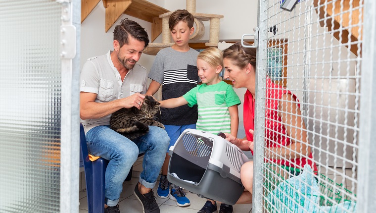 Familie, die Katze vom Tierheim adoptiert, die sie nach Hause nimmt