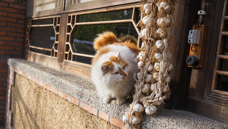Katze auf der Fensterbank des alten Hauses