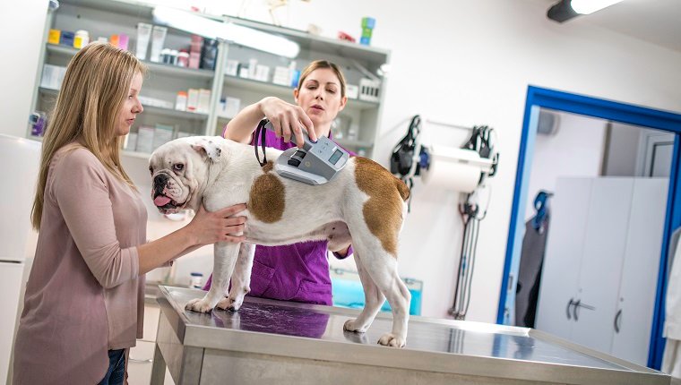 Besitzerin mit ihrer englischen Bulldogge besucht das Büro des Tierarztes. Der Tierarzt scannt den Hund nach seinem Chip.