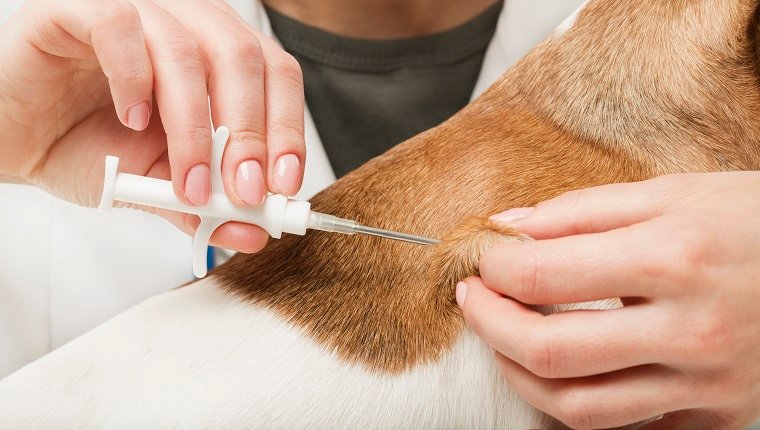 Der süße weiße kleine Hund bekommt einen speziellen Spritzen-Tierarzt-Mikrochip, der für EU-Haustiere in der Tierklinik obligatorisch ist