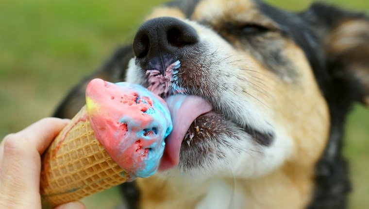 Nahaufnahme eines Schäferhund-Mischhundes, der an einem Sommertag eine regenbogenfarbene Eistüte leckt
