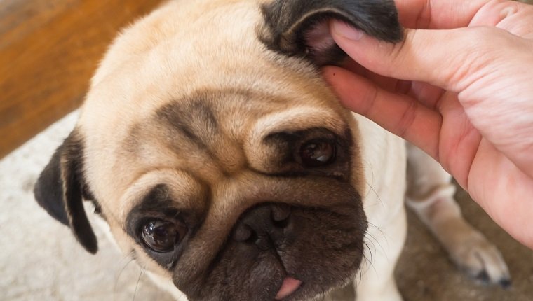 Nahaufnahme des menschlichen Gebrauchs Hände, um erwachsene Zecke des Hundes vom Fell zu entfernen