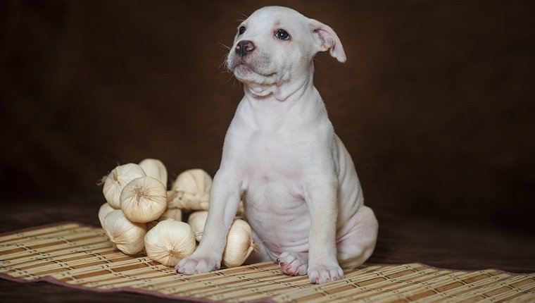 Kleiner Welpe amerikanischer Pitbull-Terrier im Studio