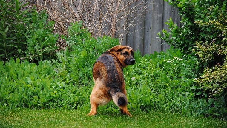 Deutscher Schäferhund schaut zurück in die Kamera, während er hockt, um ins Gras zu kacken