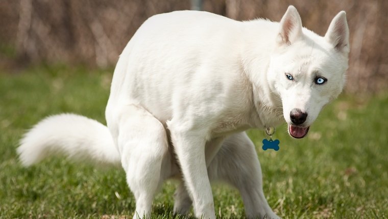 Husky mit blauen Augen, die in einem Hundepark kacken
