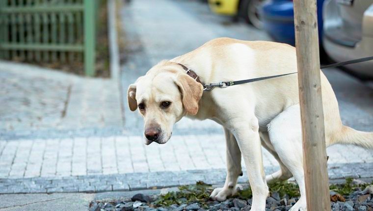Labrador Retriever kotzt mit traurigen Augen