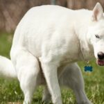 Husky with blue eyes pooping in a dog park