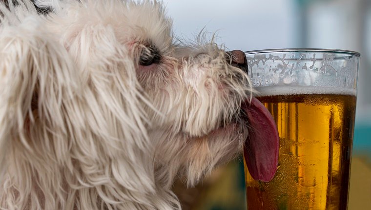 Seitenansicht des weißen Hundes, der ein Bierglas leckt