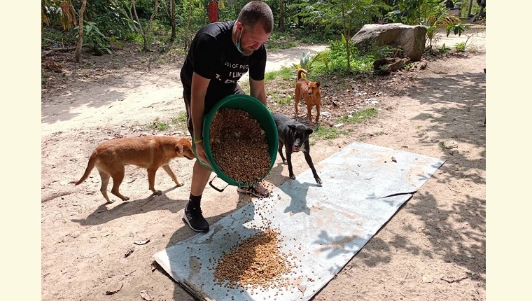 Mann füttert Straßenhunde in Thailand
