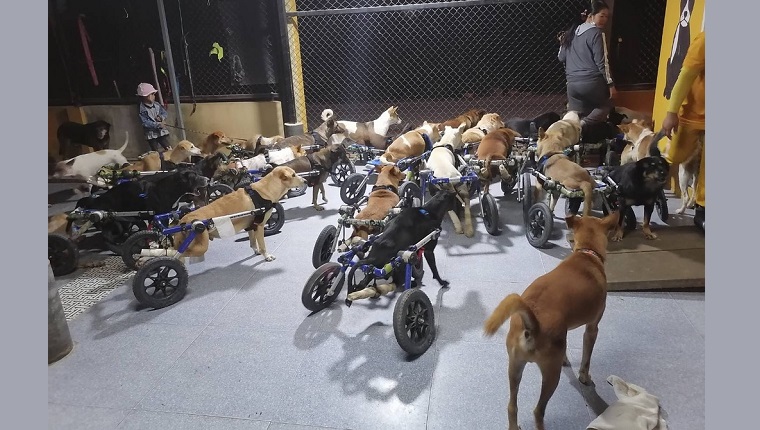 Hunde im Rollstuhl