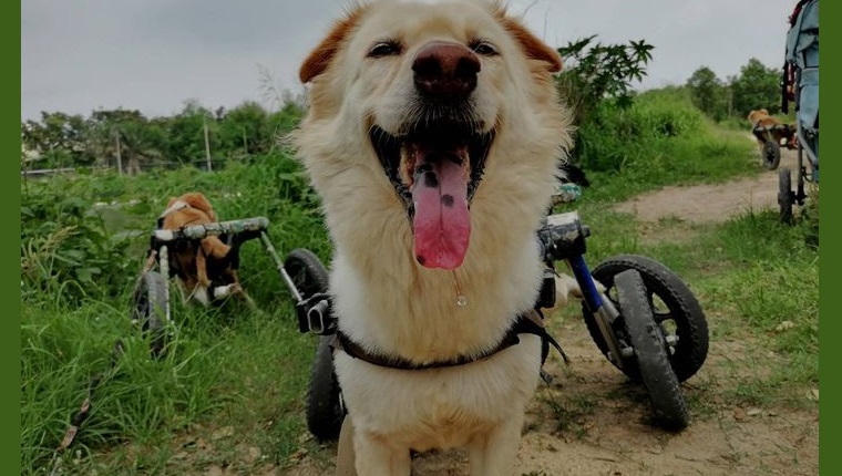 Hund im Rollstuhl lächelnd