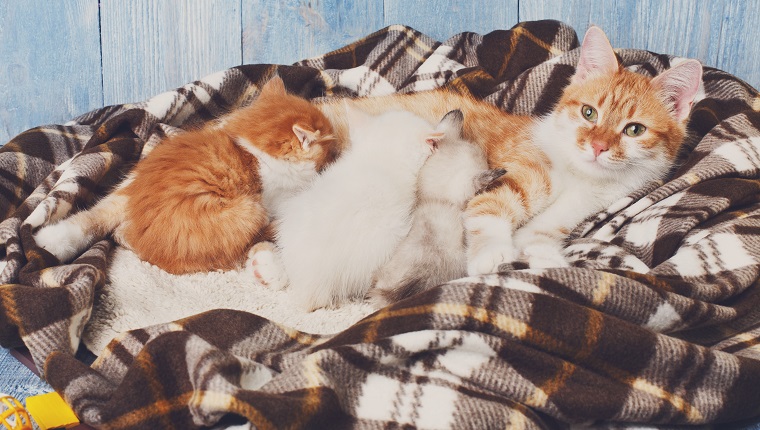 Ingwerkatze stillt ihre kleinen Kätzchen. Mutterschaft, Elternschaft, Fürsorge. Orange Katzenpflegekätzchen an karierter Decke und blauem rustikalem Holzhintergrund. Kätzchen saugen Milch.