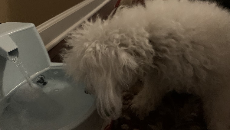 Leia trinkt ihr Wasser mit dem Zusatz Dental Formula von Petlab Co.