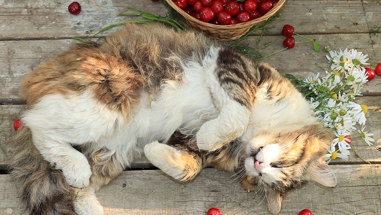 Schlafende Katze auf einem alten Holztisch im Sommergarten neben einem Korb mit Kirschen und Blumen. Landkatze, die im Garten, Draufsicht ruht