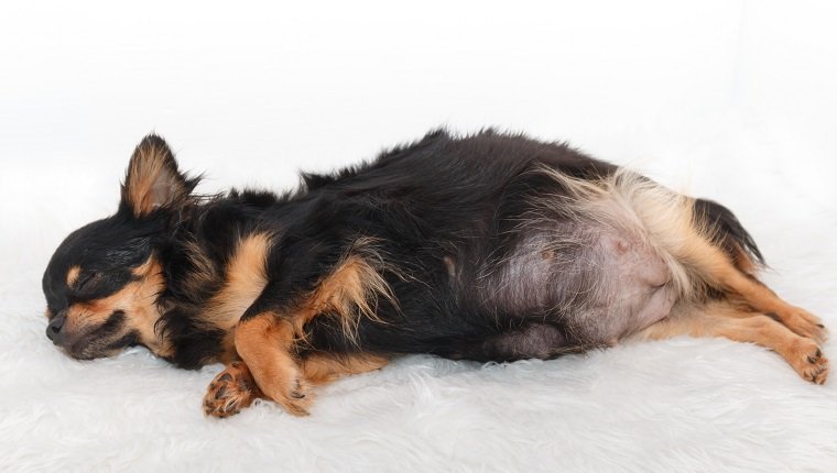 Chihuahua schwangerer Hund, der auf dem Bett mit weißem Hintergrund schläft.
