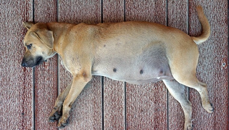 schwangerer Hund, der auf dem Boden schläft