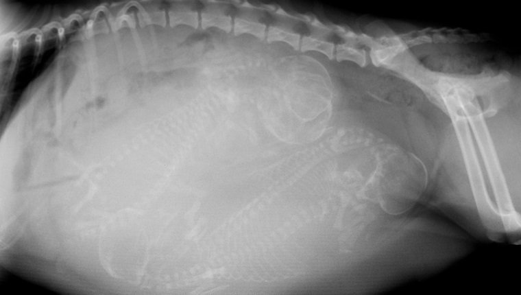 Seitenansicht-Röntgenaufnahme eines Hundes, der mit mehreren Welpen schwanger ist