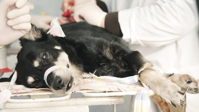 Durchführung einer Operation zur Entfernung des Eierstocks bei Hunden