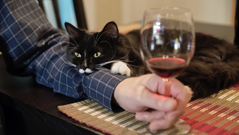 Auf keinen Fall wird diese süße 6-monatige Katze zur Happy Hour allein gelassen. Es ruht auf dem Arm des Besitzers. Mann, der ein Glas Wein hält. Horizontale Innenaufnahme.