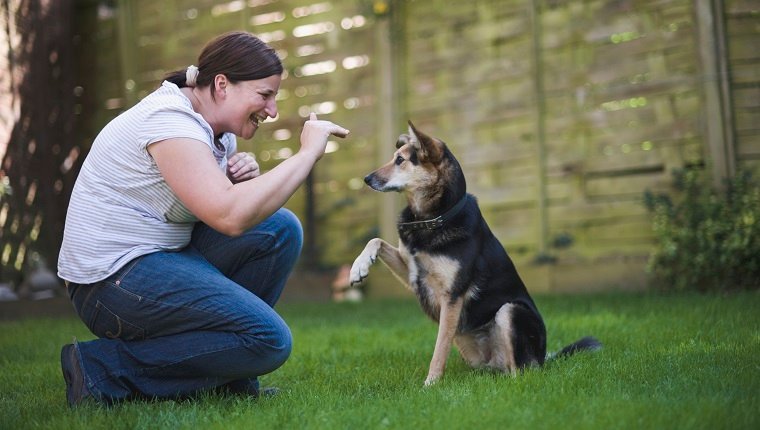 Gut ausgebildeter Hund, der auf das Handzeichen des Besitzers reagiert, indem er die Pfote anhebt