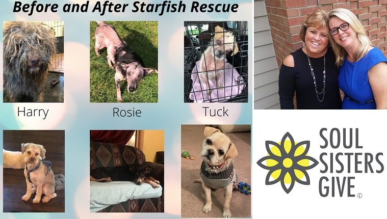 Sie können Welpen treffen und 'Soul Sisters' helfen, Spenden für 'Starfish Animal Rescue' zu sammeln: Treffen Sie Lori Hansen