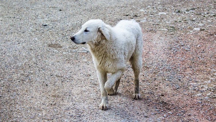 Ein jung humpelnder Maremma-Schäferhund, der versucht, mit drei Beinen auf einem Boden aus Steinen zu laufen