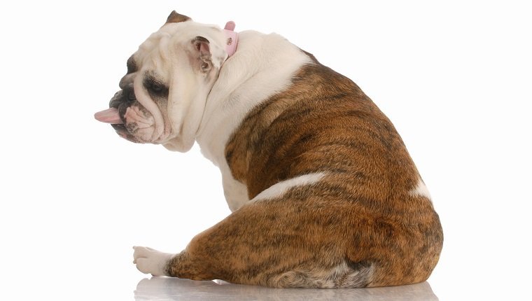 Hund mit einer schlechten Einstellung - englische Bulldogge von hinten gesehen, mit herausstehender Zunge