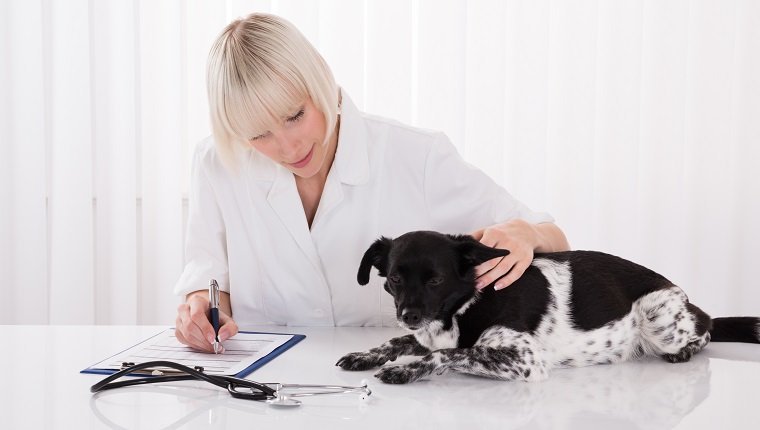 Weiblicher Tierarzt, der Rezept für Hund nach ärztlicher Untersuchung schreibt