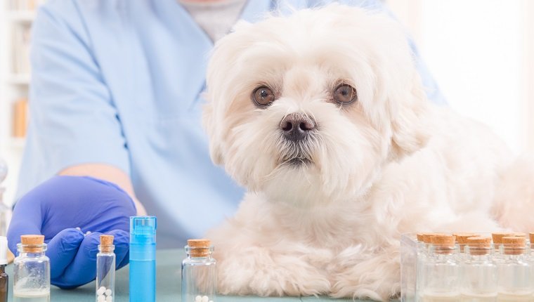 Tierarzt, der homöopathische Kügelchen für einen kleinen maltesischen Hund hält