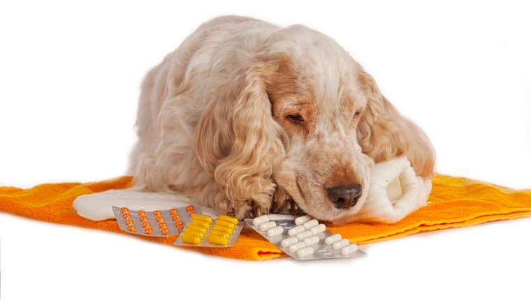 Gabapentin für Hunde Verwendung, Dosierung und Nebenwirkungen