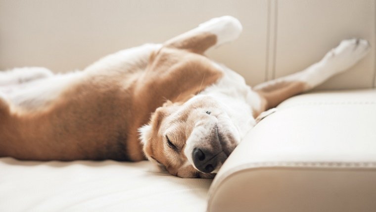 Schlafender Beagle auf dem Sofa