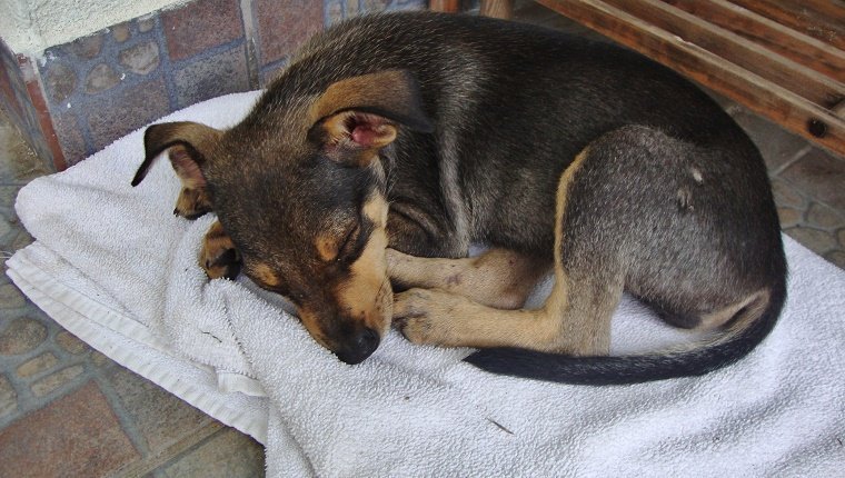 Hohe Winkelansicht des Hundes, der auf gefaltetem Handtuch schläft