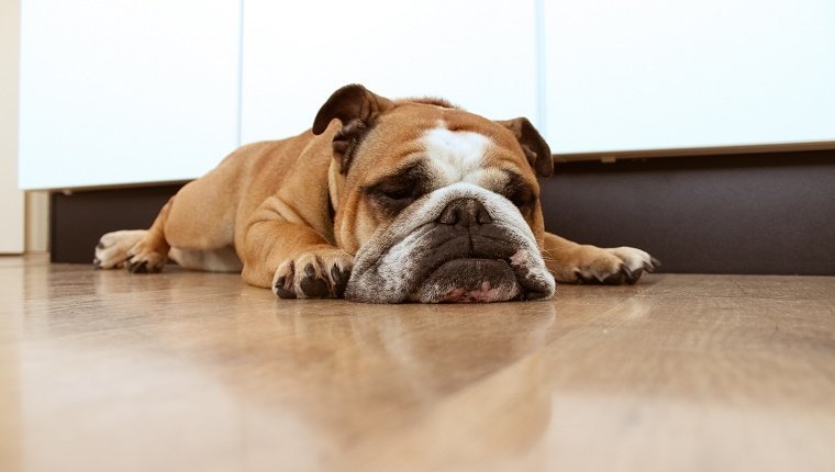 Englische Bulldogge, die auf Küchenboden schläft.