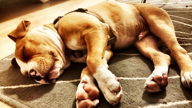 Bulldogge, die auf Teppich zu Hause schläft