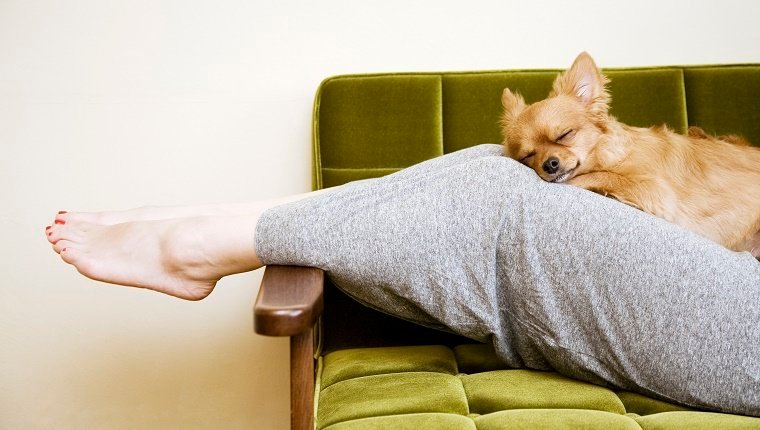 eine Frau, die auf dem Sofa schläft, ein Chihuahua, der auf den Beinen der Frau schläft.