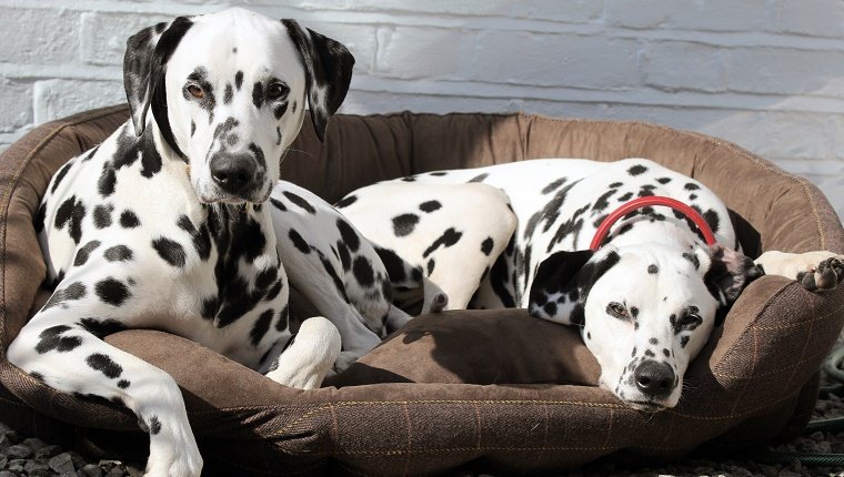 Zwei dalmatinische Hunde, die auf braunem Tweedbett ruhen